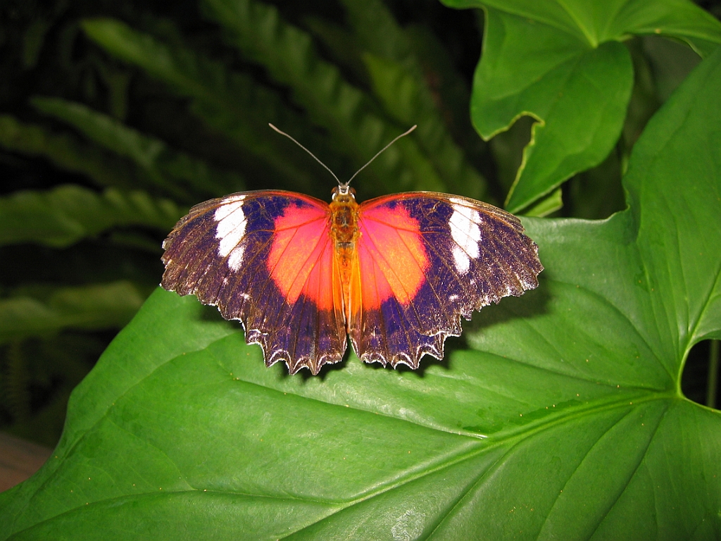 085 Kuranda Butterfly Sanctuary.jpg